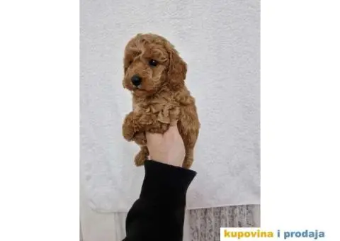 Preslatke malene PUDLICE aprikot i crvene - 3/5