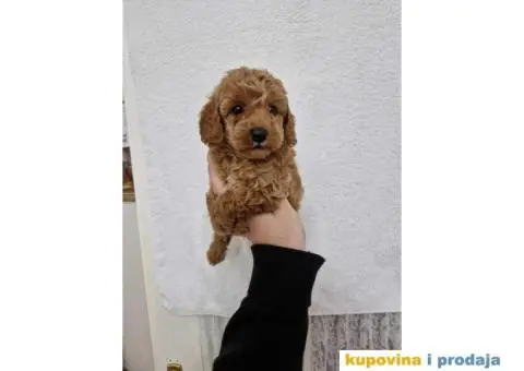 Preslatke malene PUDLICE aprikot i crvene - 4/5