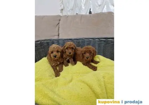 Preslatke malene PUDLICE aprikot i crvene - 5/5