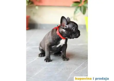 Na prodaju 6 štenca Francuskog budloga - 4/14