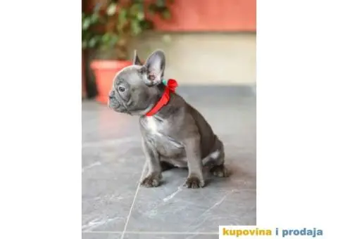 Na prodaju 6 štenca Francuskog budloga - 9/14