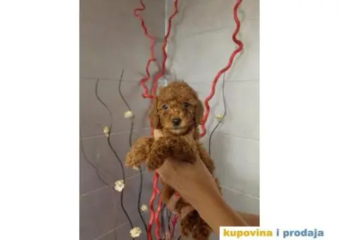 Patuljasta Pudla TOP štenci - 1/5