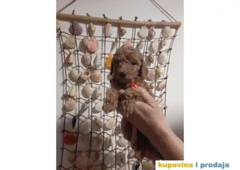 Patuljasta Pudla TOP štenci - 4/5