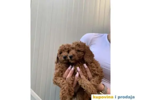 Stenci rezervacija crvena toj - patuljasta pudla - 1/5