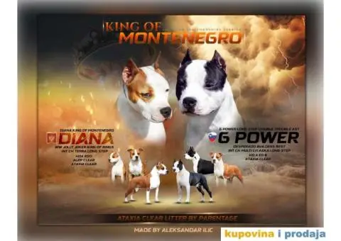 Američki stafordski terijer štenci - 1/9