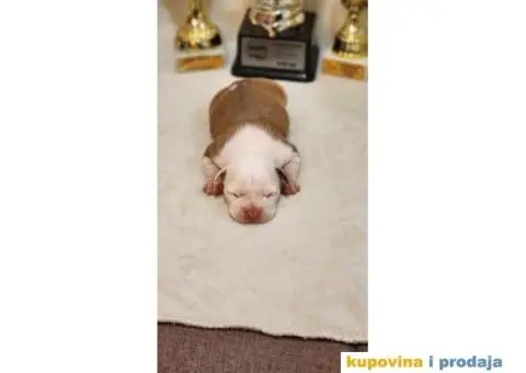 Američki stafordski terijer štenci - 2/9