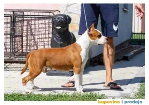 Američki stafordski terijer štenci - 3/9