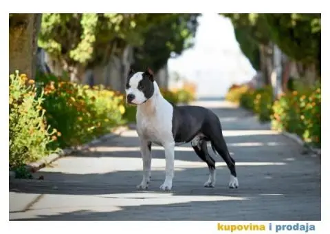 Američki stafordski terijer štenci - 4/9