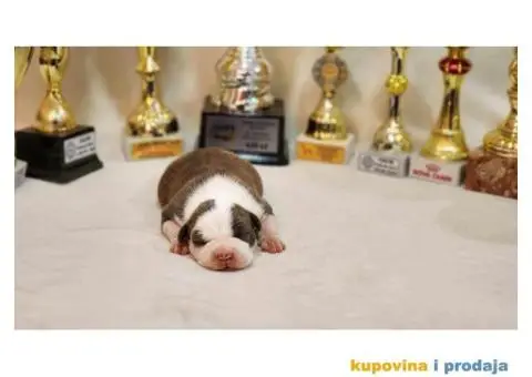 Američki stafordski terijer štenci - 6/9