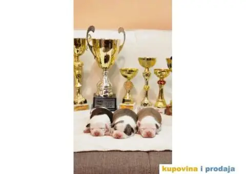 Američki stafordski terijer štenci - 7/9