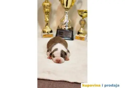 Američki stafordski terijer štenci - 8/9