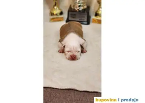 Američki stafordski terijer štenci - 9/9