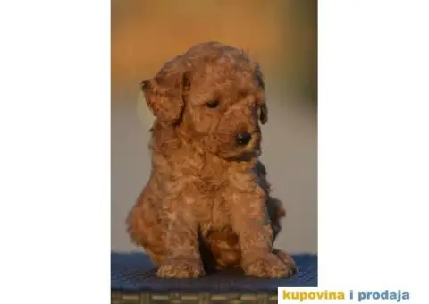 Toy Patuljasta Pudla - 1/9