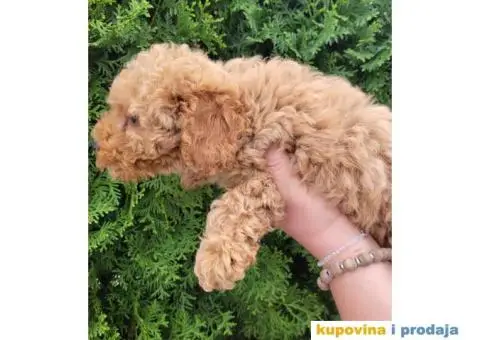 Toy Patuljasta Pudla - 2/9