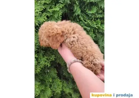 Toy Patuljasta Pudla - 3/9