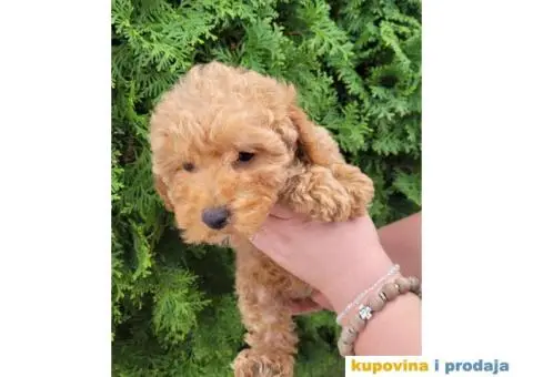 Toy Patuljasta Pudla - 4/9