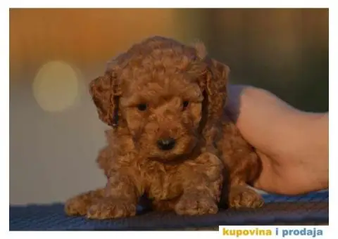 Toy Patuljasta Pudla - 5/9