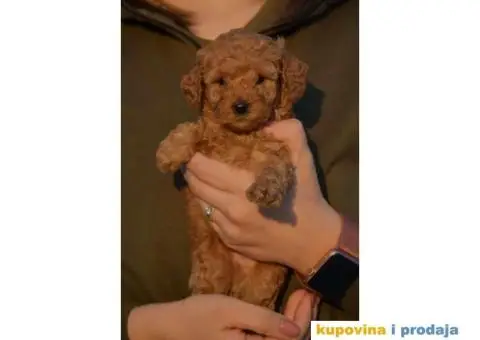 Toy Patuljasta Pudla - 6/9