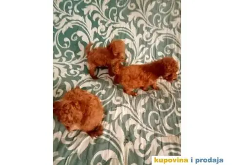 Toy Patuljasta Pudla - 7/9