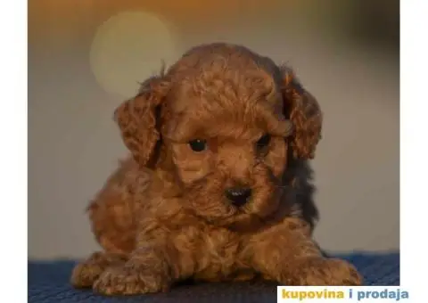 Toy Patuljasta Pudla - 8/9