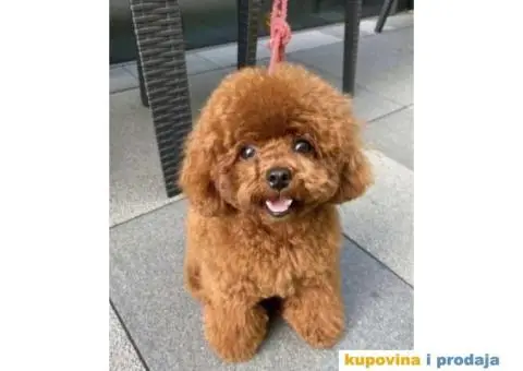 Toy Patuljasta Pudla - 9/9