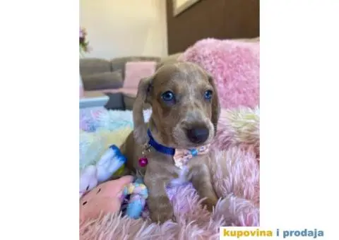 Patuljasti Jazavičar egzotične boje - 1/10