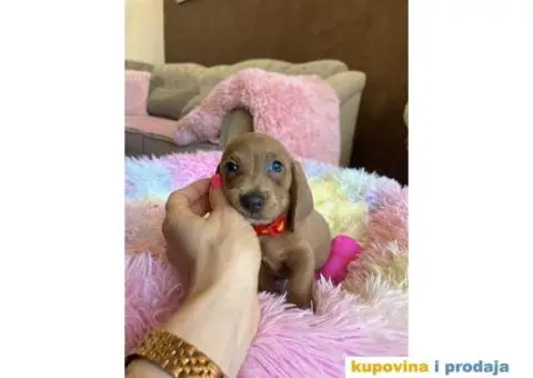 Patuljasti Jazavičar egzotične boje - 2/10