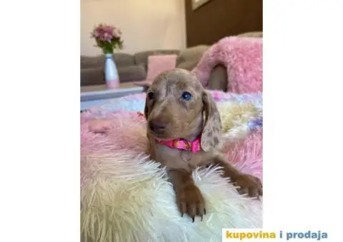 Patuljasti Jazavičar egzotične boje - 3/10