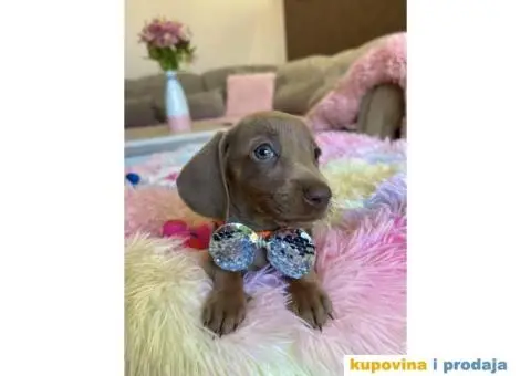 Patuljasti Jazavičar egzotične boje - 4/10