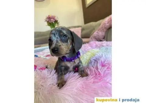 Patuljasti Jazavičar egzotične boje - 5/10