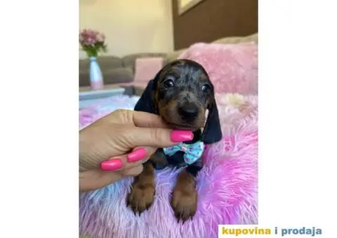 Patuljasti Jazavičar egzotične boje - 6/10