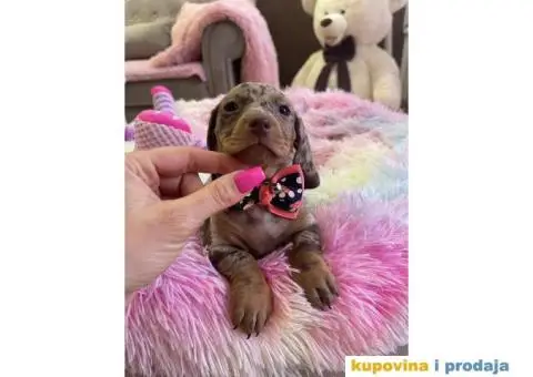 Patuljasti Jazavičar egzotične boje - 8/10