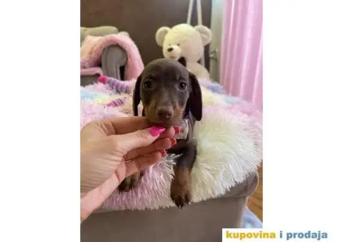 Patuljasti Jazavičar egzotične boje - 10/10