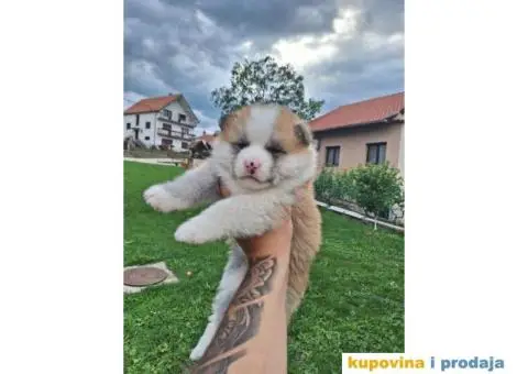 Japanska Akita štenci - 1/8