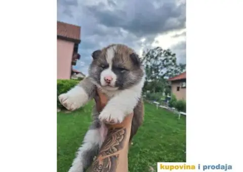 Japanska Akita štenci - 2/8