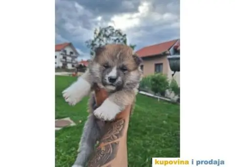 Japanska Akita štenci - 3/8