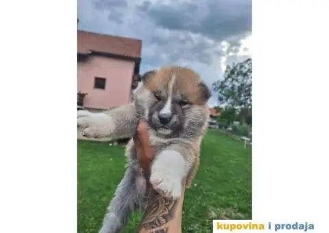 Japanska Akita štenci - 4/8
