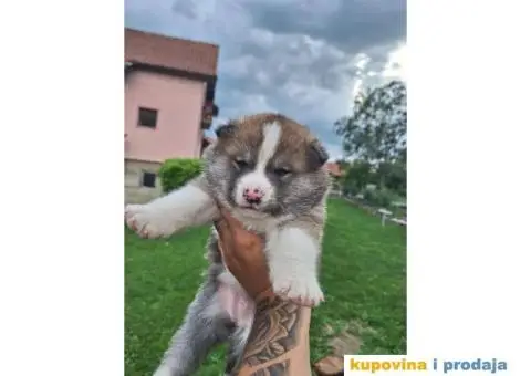 Japanska Akita štenci - 5/8