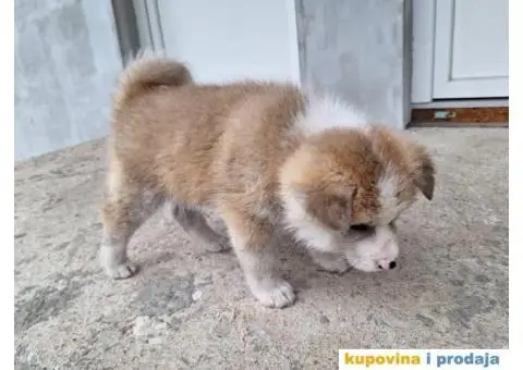 Japanska Akita štenci - 6/8