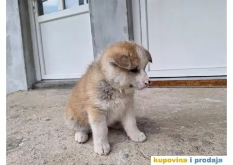 Japanska Akita štenci - 7/8