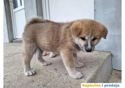 Japanska Akita štenci - 8/8