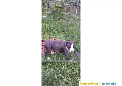 Američki stafordski terijer štenci - 1/11