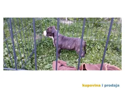 Američki stafordski terijer štenci - 2/11