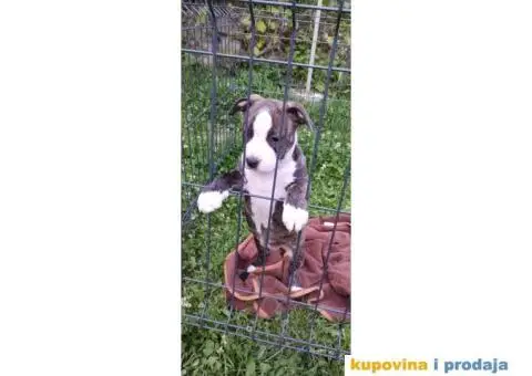 Američki stafordski terijer štenci - 4/11