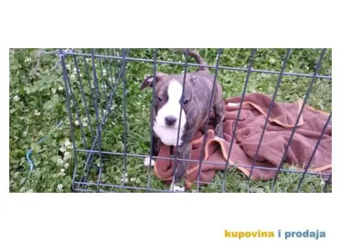 Američki stafordski terijer štenci - 5/11