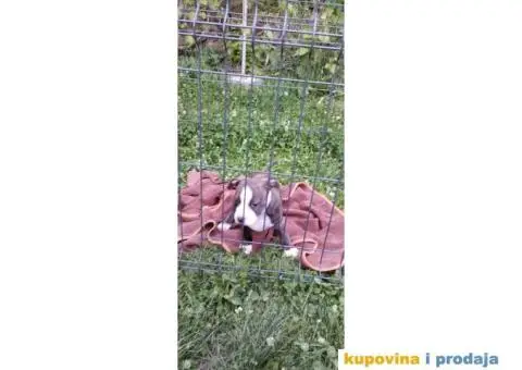 Američki stafordski terijer štenci - 7/11