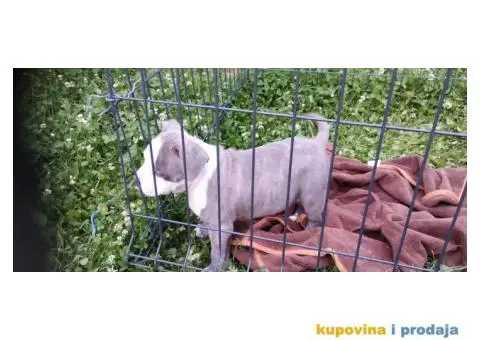 Američki stafordski terijer štenci - 10/11