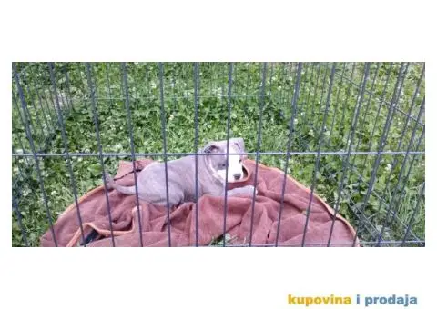 Američki stafordski terijer štenci - 11/11