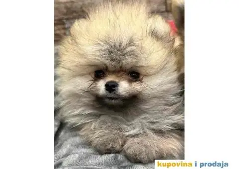 POMERANCI Prodajem štence - 1/7