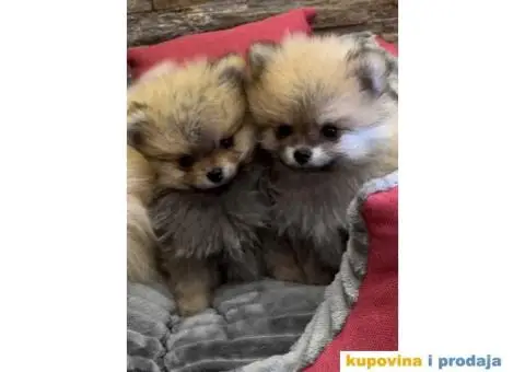 POMERANCI Prodajem štence - 3/7